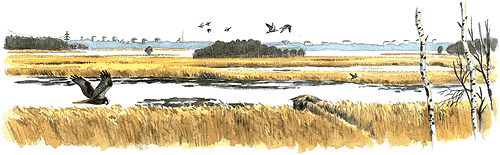 viikki.gif