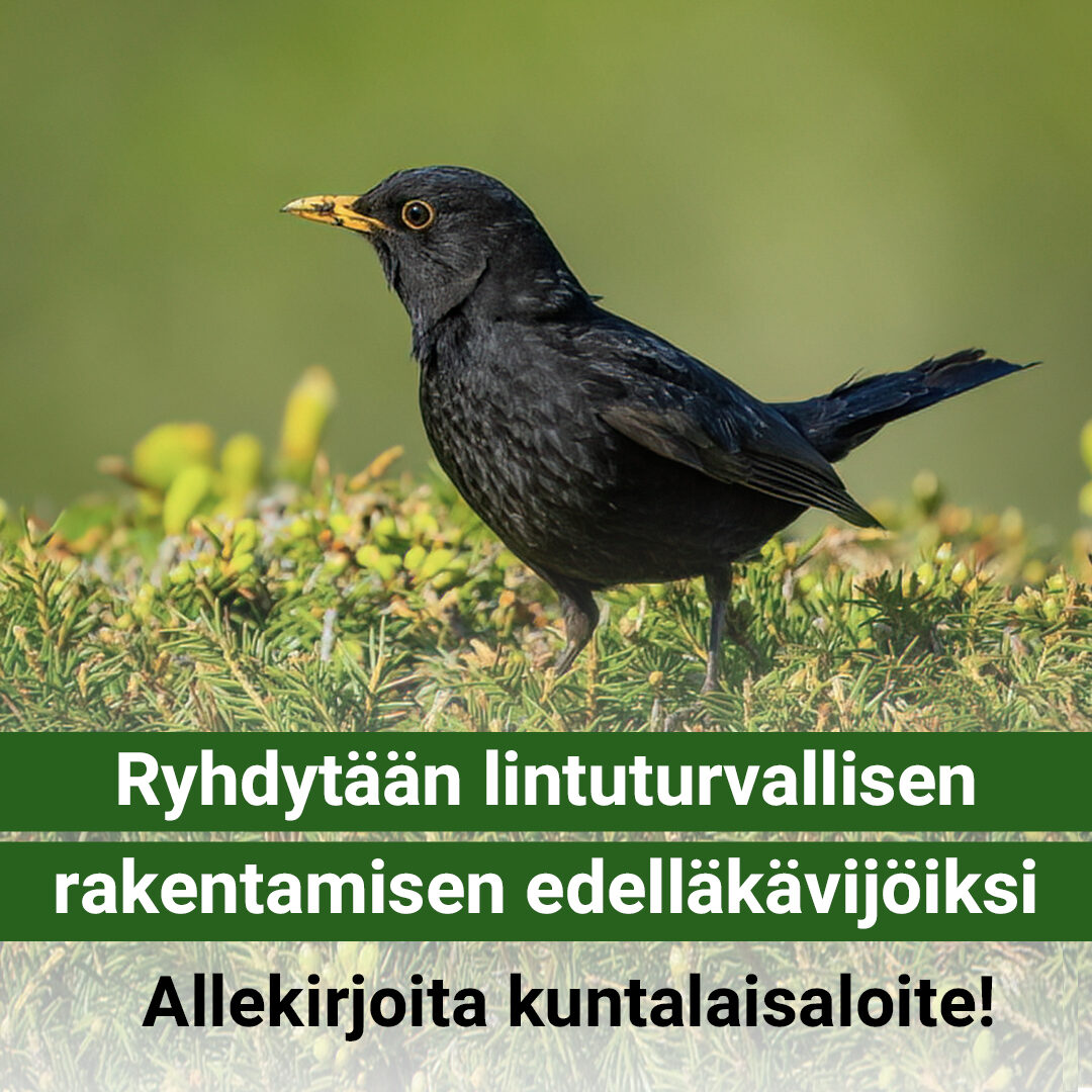 Mustarastas maassa. Kuvassa teksti "Ryhdytään lintuturvallisen rakentamisen edelläkävijöiksi! Allekirjoita kuntalaisaloite!"